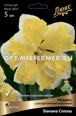 Нарцисс с Расщеплённой коронкой Банана Сплэш 5шт ( кремово-белый с желтой коронкой, 12/14, h50см)