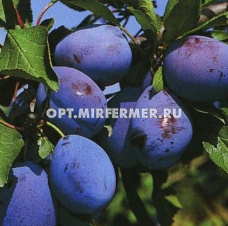Слива Стенли Чернослив (V13) 