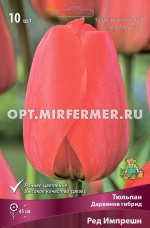 Тюльпан Дарвинов гибрид Ред Импрешн 10шт (светло-красный с ярко-красной каймой, 11/12, h45см)