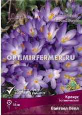 Крокус ботанический Вайтвел Пёпл 10шт (ранний, цветки окрашены в пурпурно-сиреневый тон5+/К)